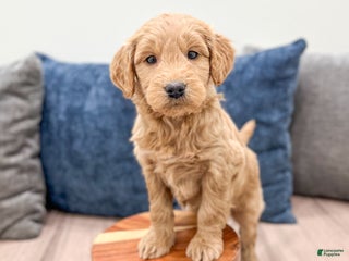 Mini Goldendoodle dogs Marshall - Ad 28
