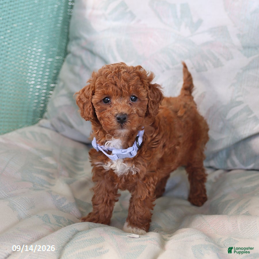 Toy Poodle dogs Ruffles - Ad 1