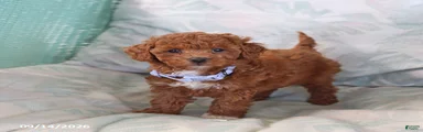 Ruffles