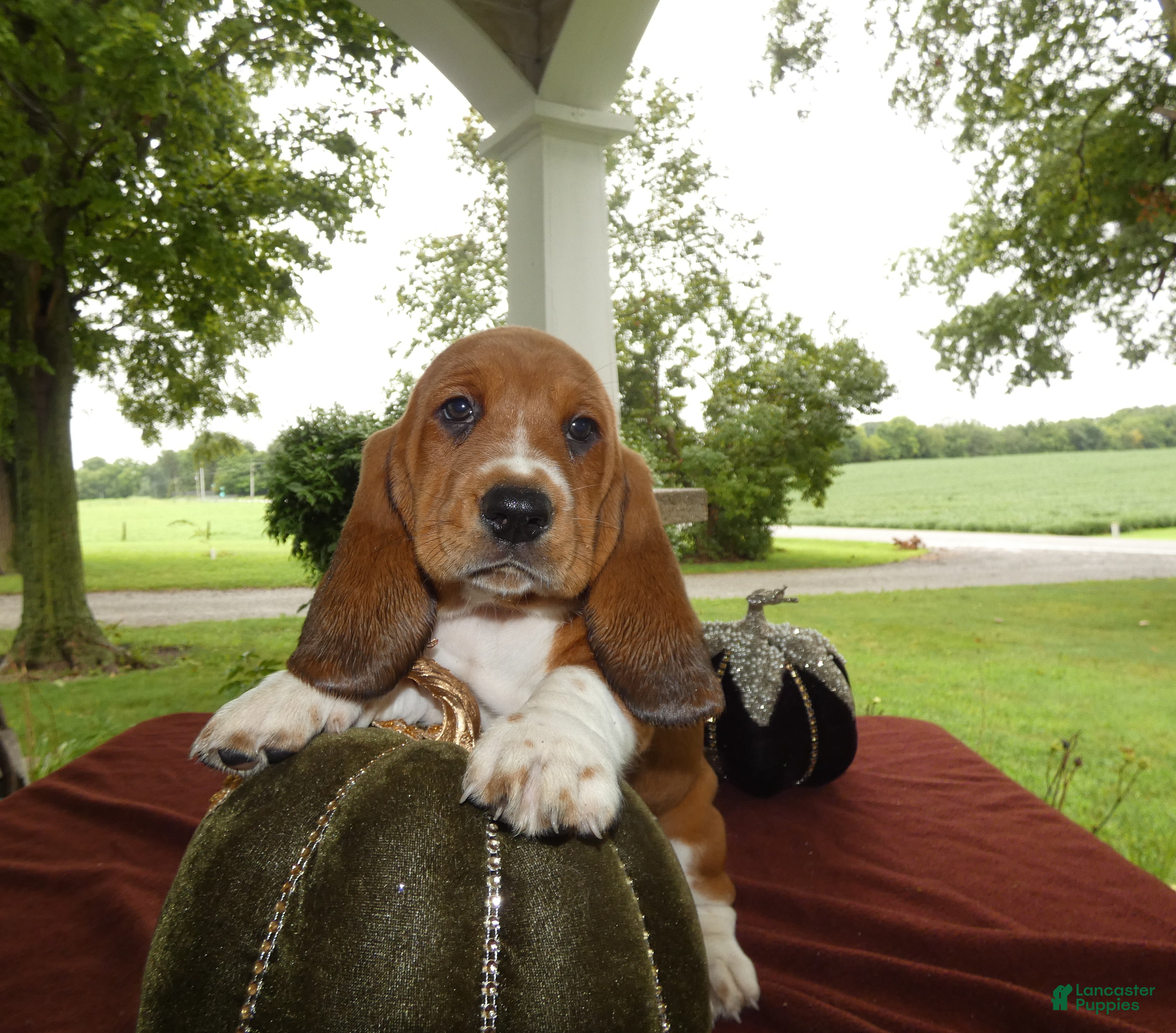 Basset Hound dogs Basset Hound 6 Goldie - Ad 14