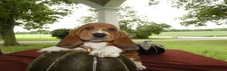 Basset Hound dogs for sale: Basset Hound 6 Goldie - Ad 1