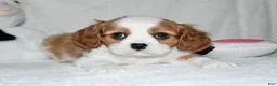 Cavalier King Charles Spaniel dogs for sale: Ulysses  - Ad 3