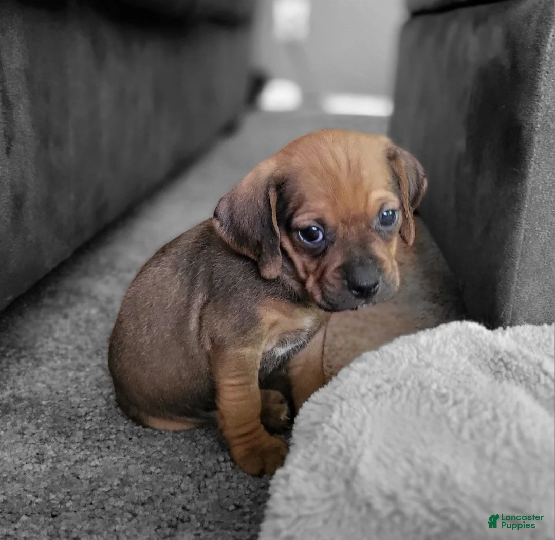 Puggle dogs for sale: Penny - Ad 2