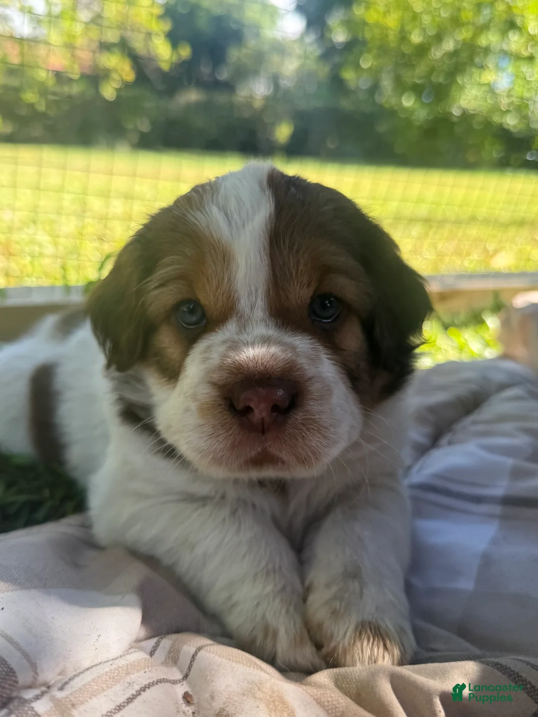 Mini Hippo dogs for sale: Mini Hippo Puppy - Arlo - Ad 3