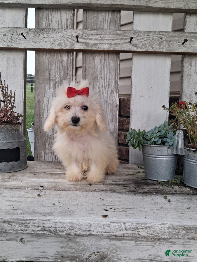 Bichon Frise dogs Rocky - Ad 1