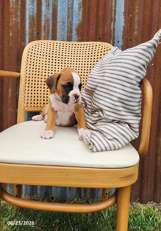Boxer dogs Chloe - Ad 2