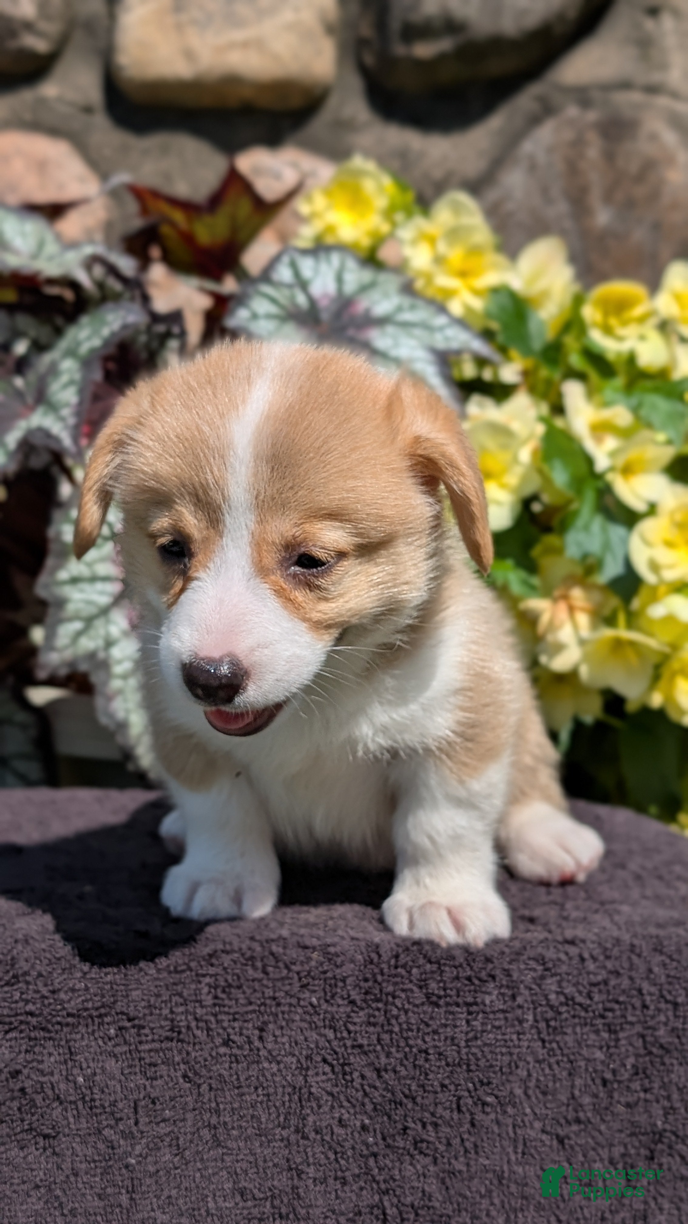 Welsh Corgi Pembroke dogs Nash - Ad 2
