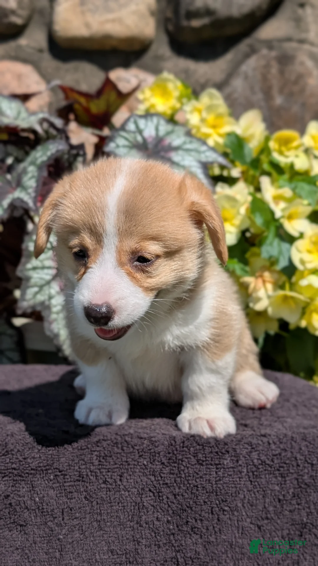 Welsh Corgi Pembroke dogs for sale: Nash - Ad 2