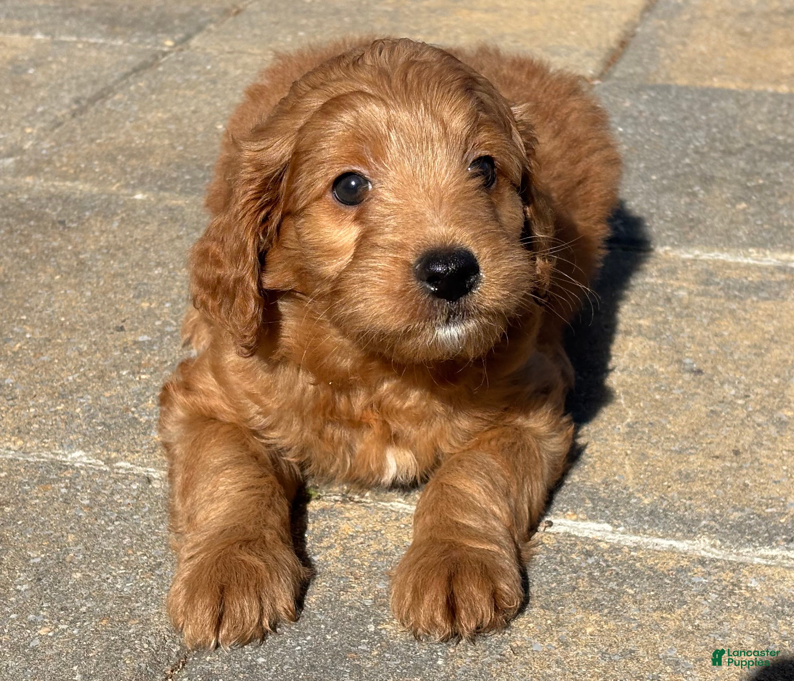 Mini Goldendoodle dogs for sale: Ruby  - Ad 4
