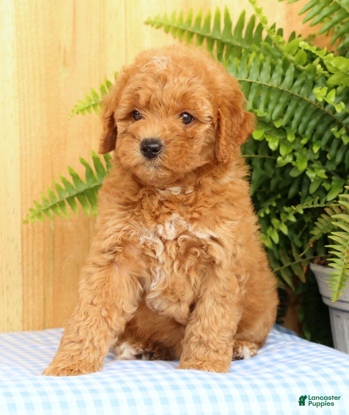 Mini Goldendoodle dogs Cora - Ad 1