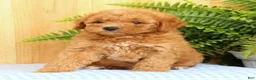 Mini Goldendoodle dogs for sale: Cora - Ad 1