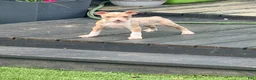 Mixed Breed dogs for sale: coco - Ad 3