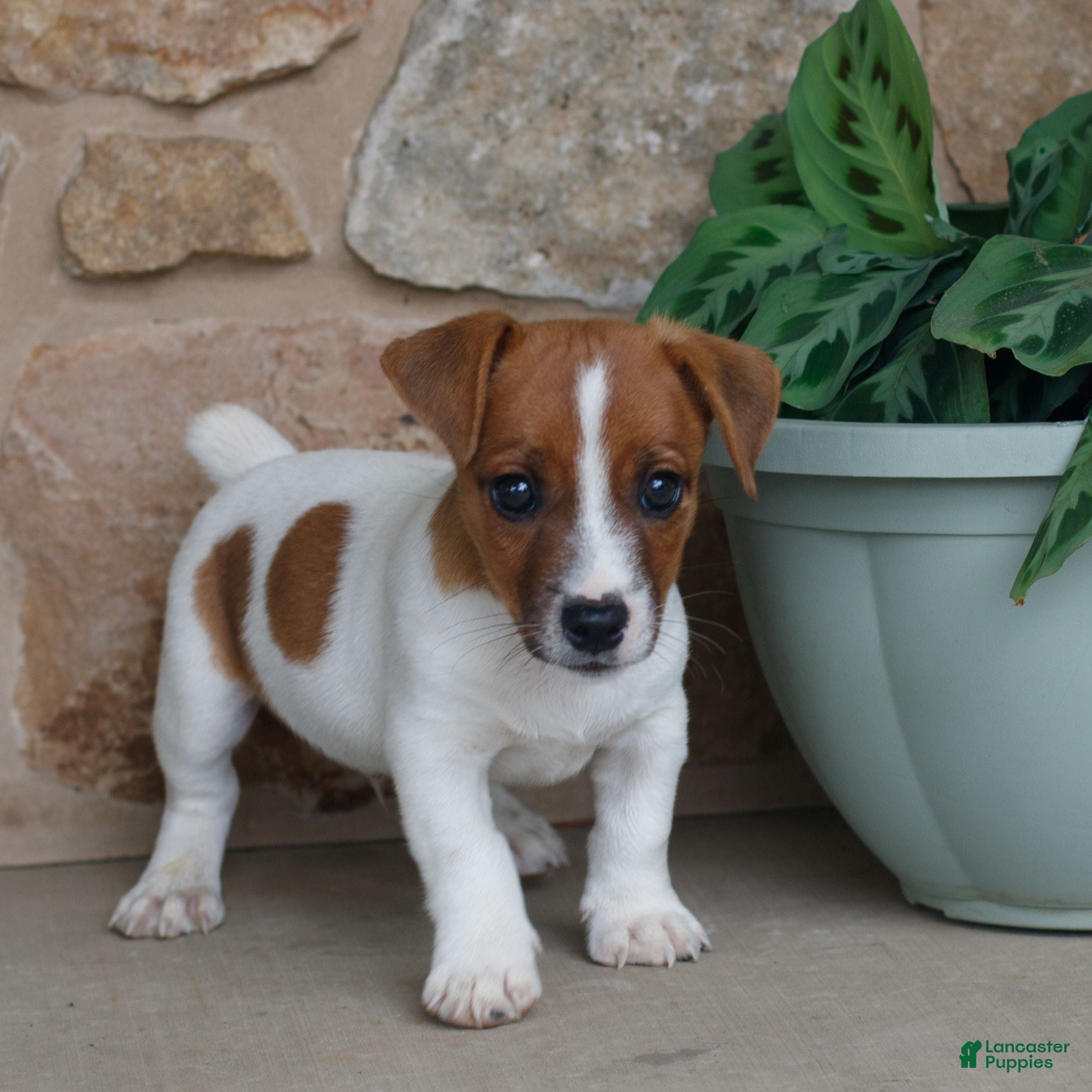 Jack Russell Terrier dogs Tony  - Ad 1