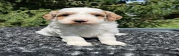 Mini Goldendoodle dogs for sale: Kobe - Ad 6
