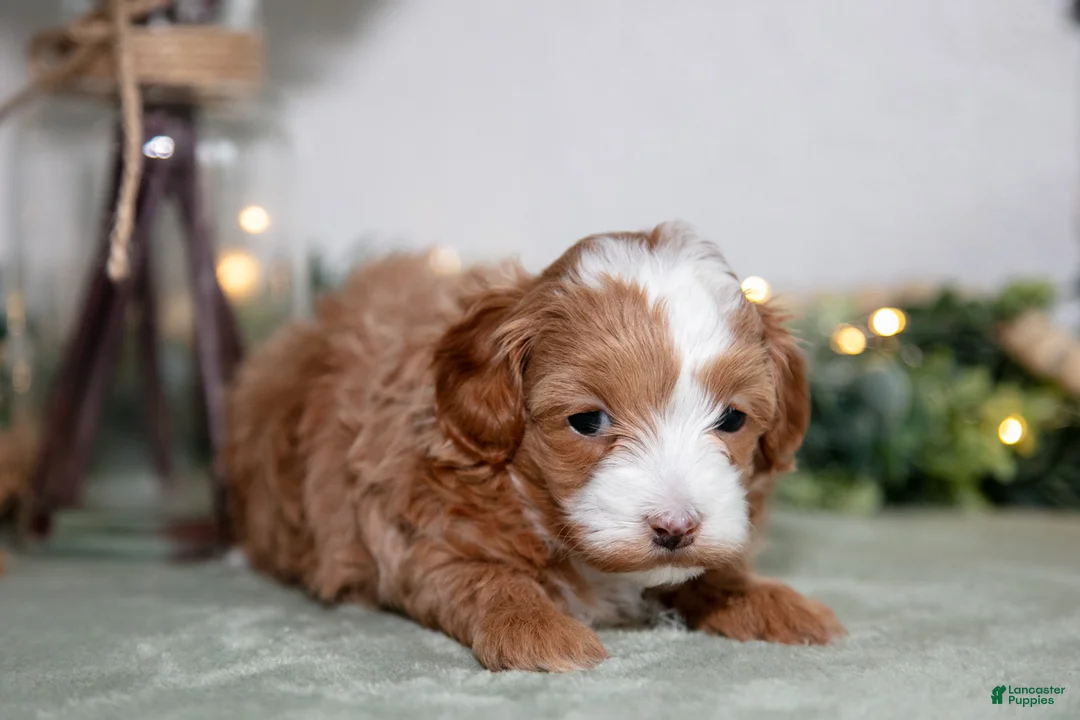 Maltipoo dogs for sale: Joey - Ad 3