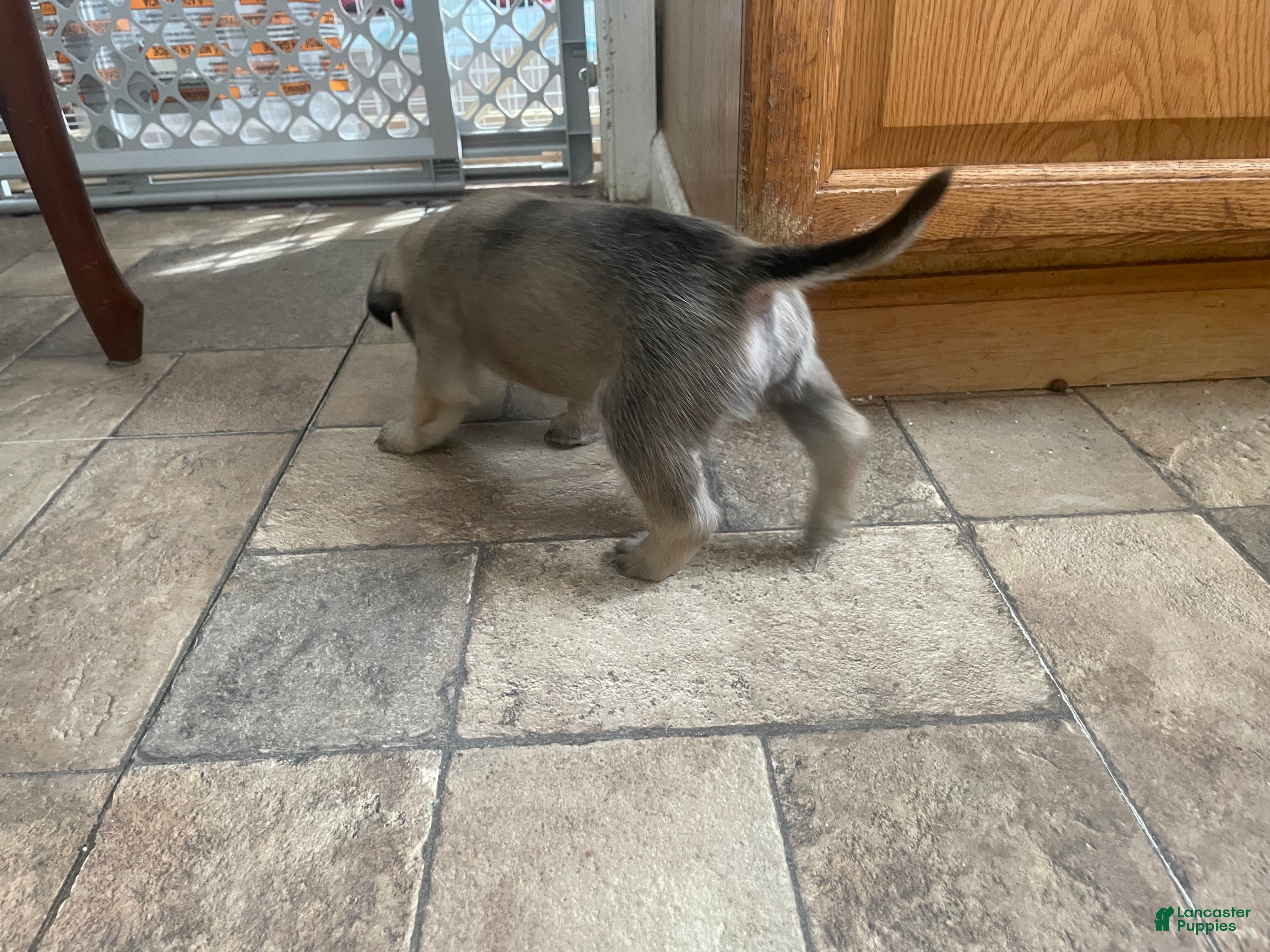 English Mastiff dogs English Mastiff Puppy 5 - Ad 23