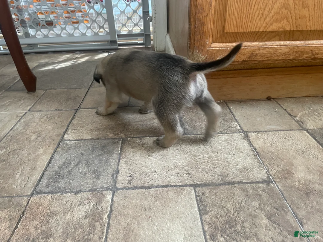 English Mastiff dogs for sale: English Mastiff Puppy 5 - Ad 1