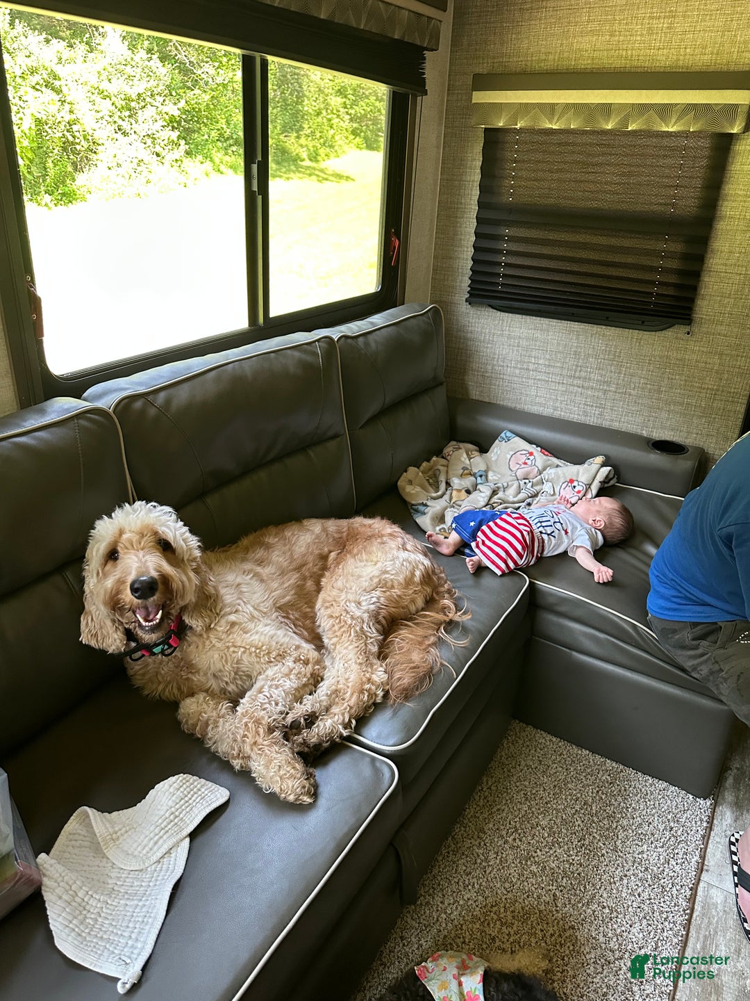 Irish Doodle dogs for sale: Irish Doodle Puppy 1 - Ad 4