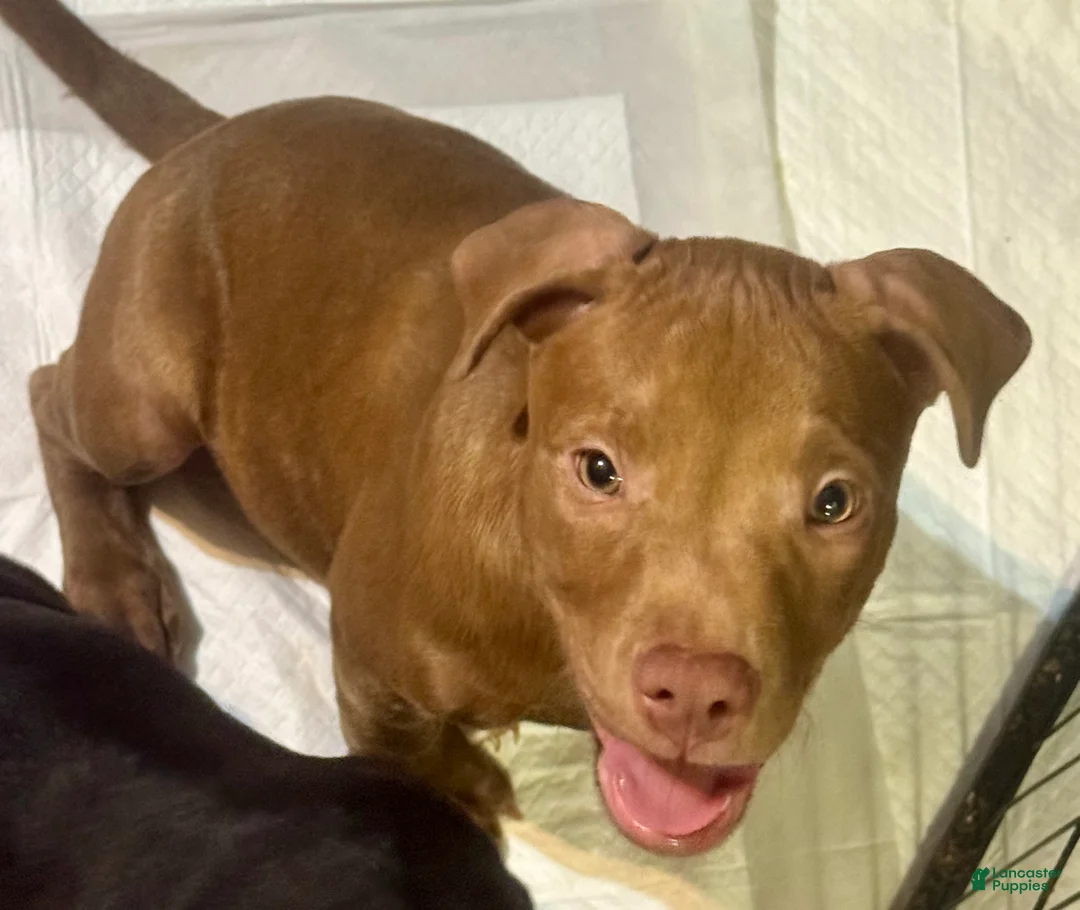 American Pit Bull Terrier dogs for sale: American Pit Bull Terrier 2 - Ad 2