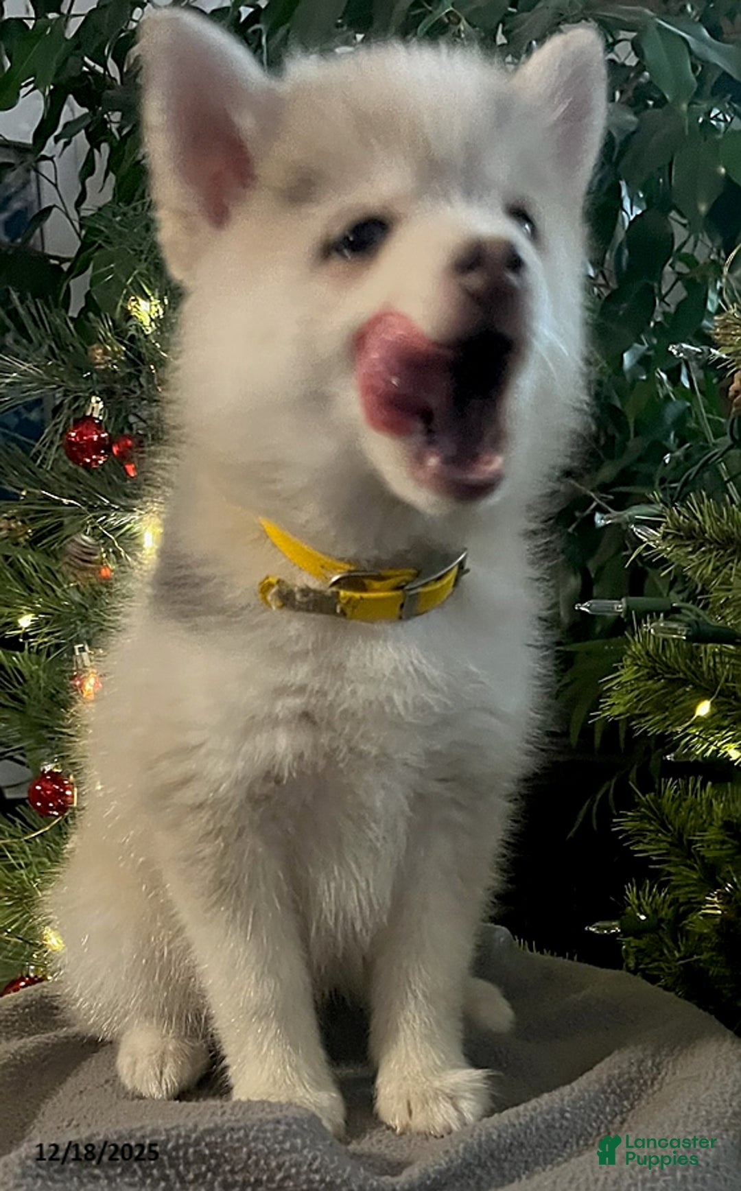 Pomsky dogs for sale: Heidi - Ad 4