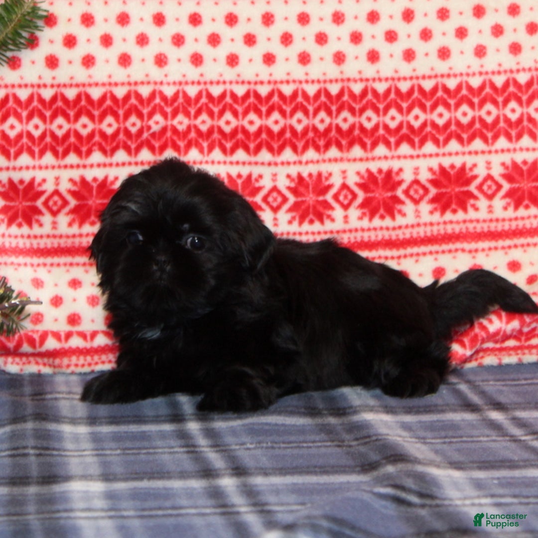 Shih Tzu dogs for sale: Gracie - Ad 3