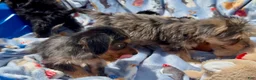 Shorkie dogs for sale: Shorkie 3 - Ad 7