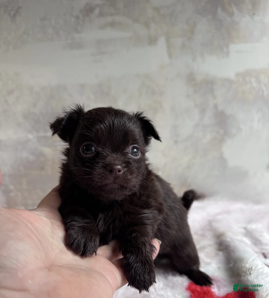 Mixed Breed dogs for sale: Artist  - Ad 9