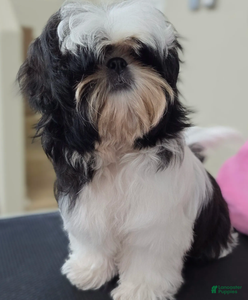 Shih Tzu dogs Sally - Ad 2