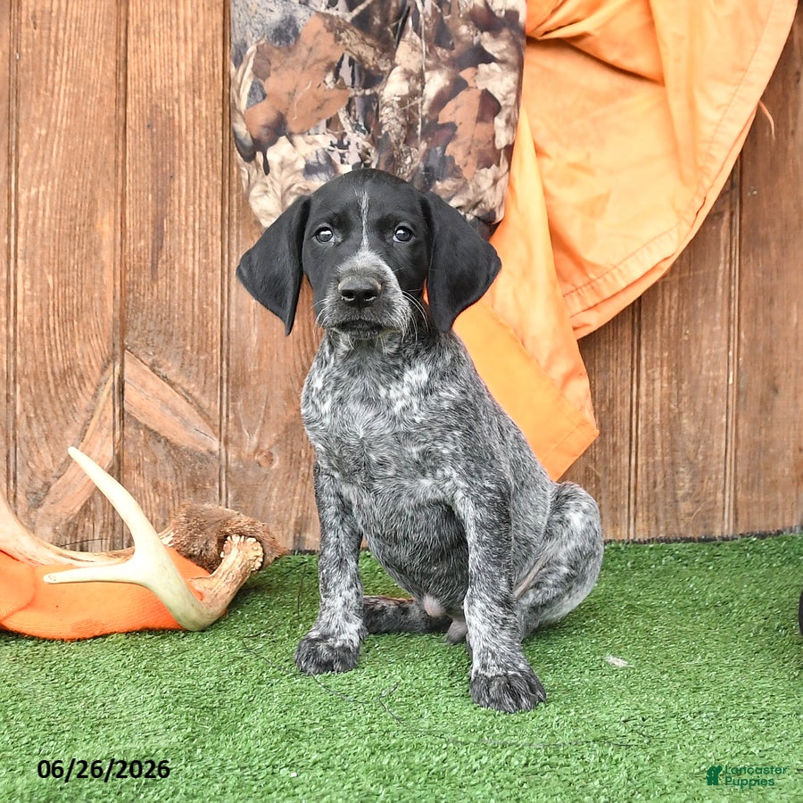 German Shorthaired Pointer dogs Sunshine - Ad 1