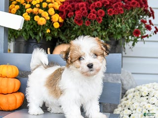 Havanese dogs - Ad 7