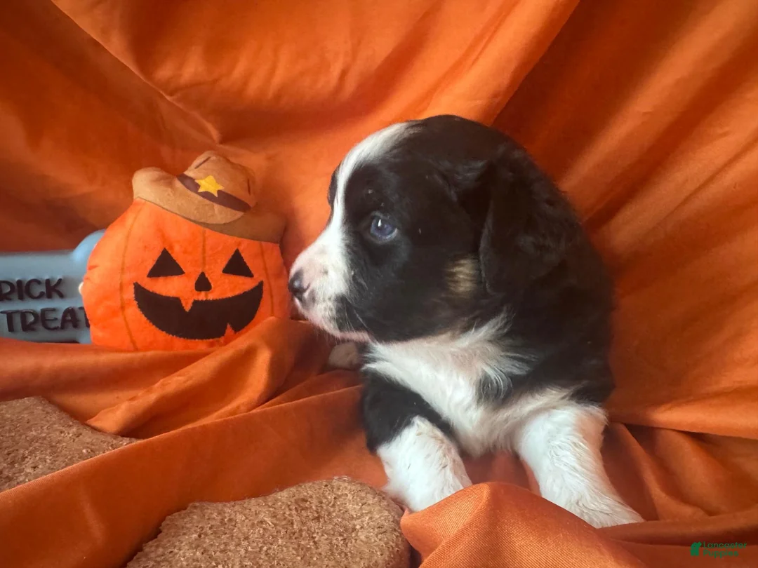 Miniature Australian Shepherd dogs for sale: Neagley - Ad 8