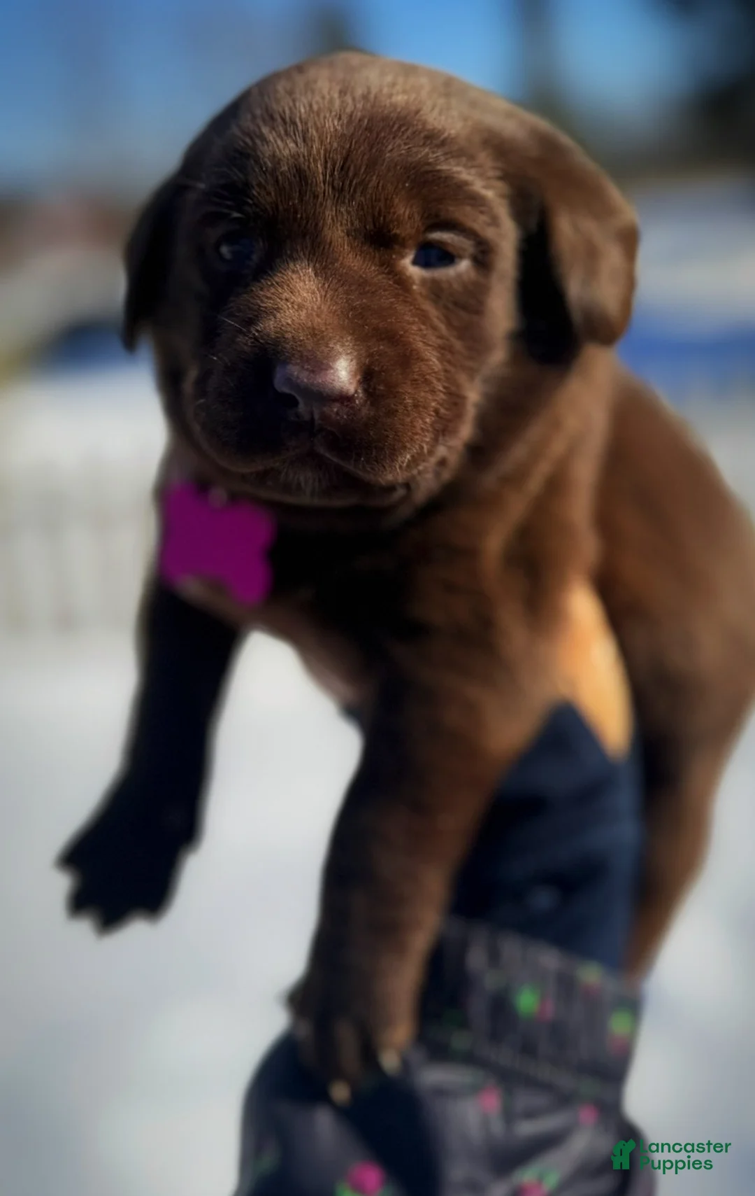 Labrador Retriever dogs for sale: georgann  - Ad 11