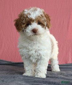 Toy Poodle dogs Evie 🦩 - Ad 2