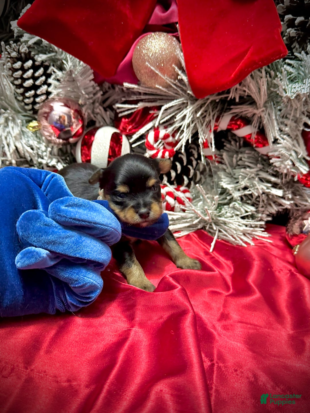 Yorkshire Terrier dogs for sale: Primavera - Ad 1