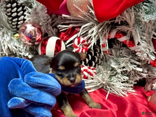 Yorkshire Terrier dogs Primavera - Ad 27