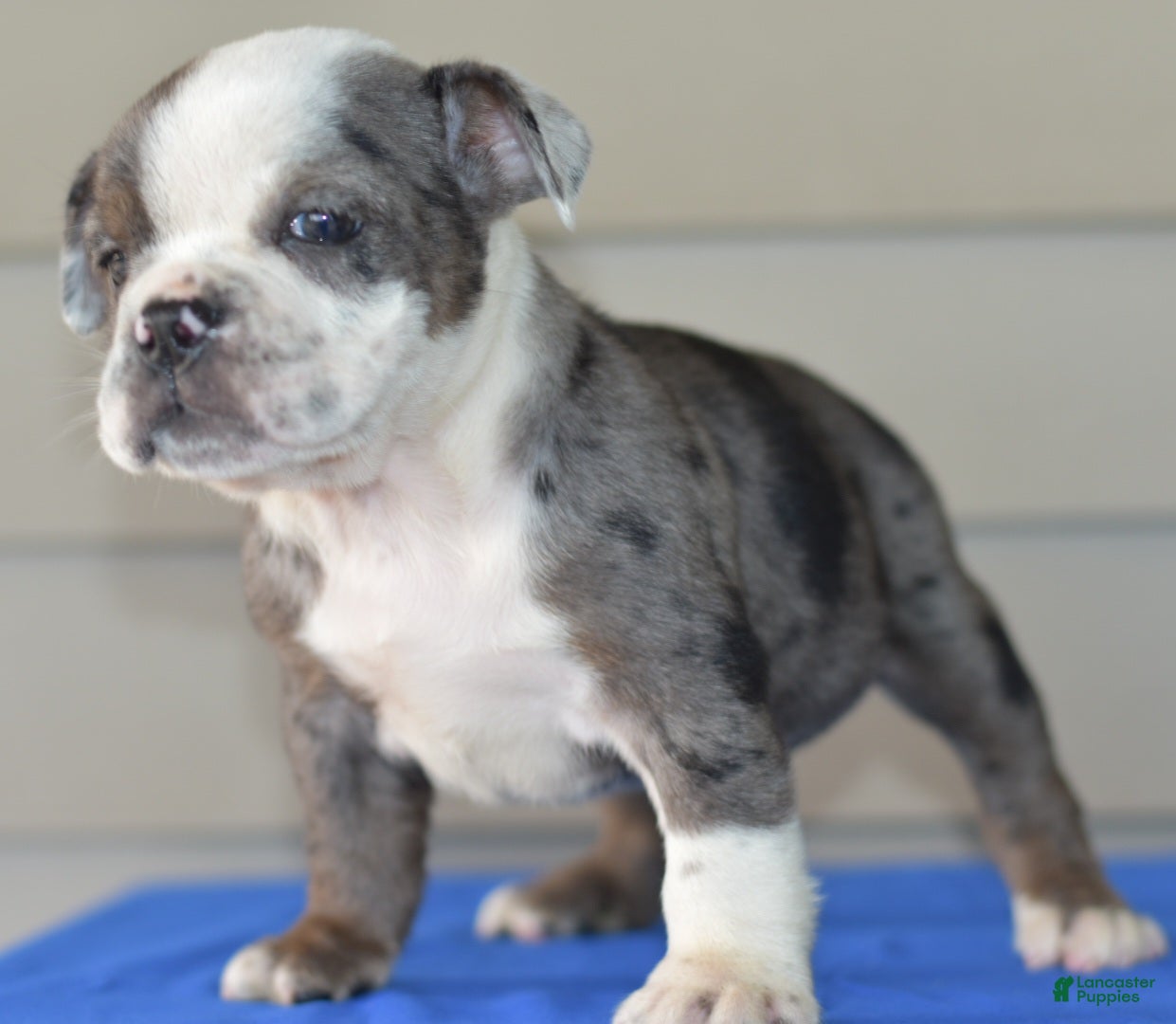 Mixed Breed dogs Tank hybrid bulldog puppy - Ad 2