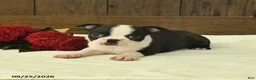 Boston Terrier dogs for sale: Tundra - Ad 4