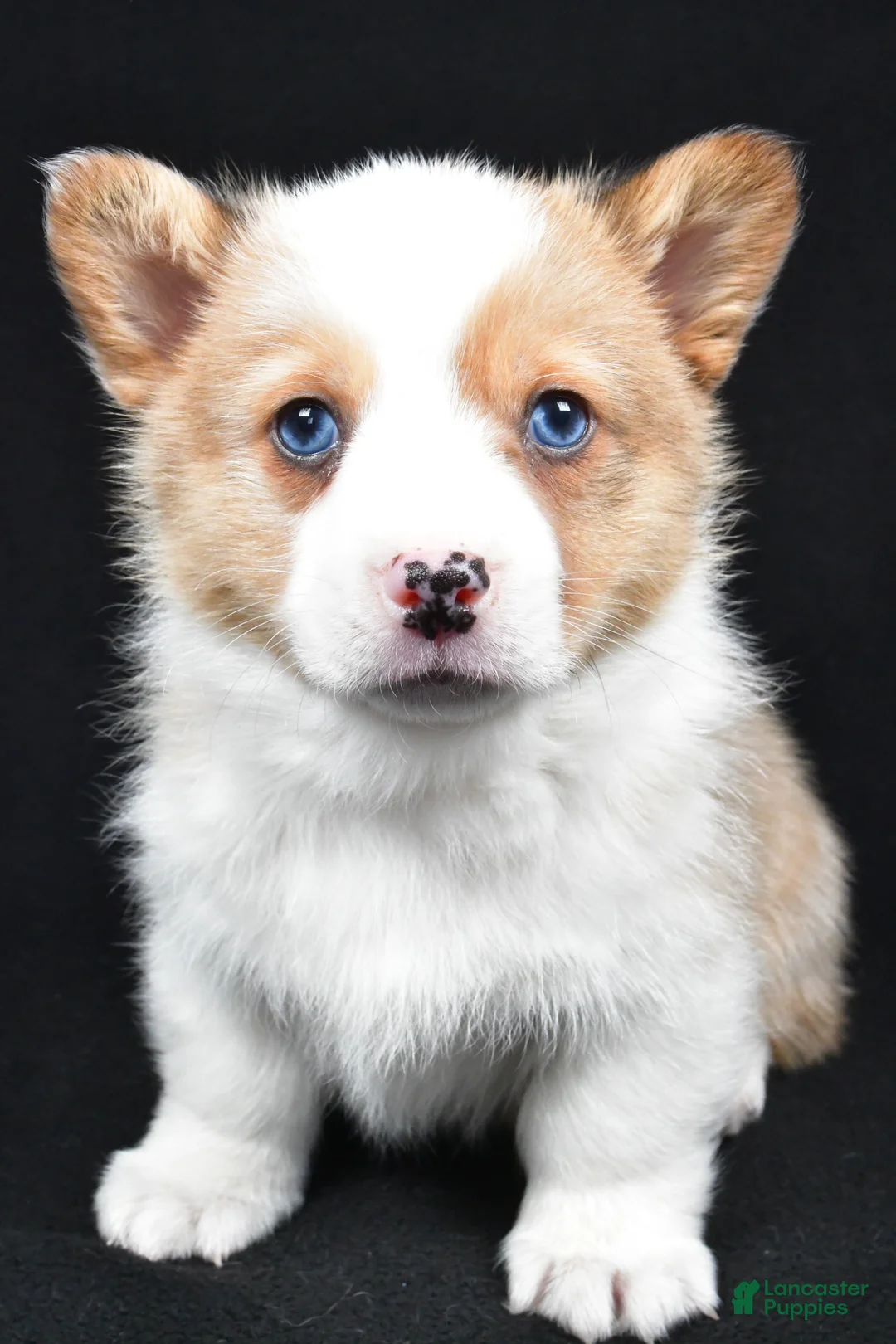 Welsh Corgi Pembroke dogs for sale: Chuck - Ad 9