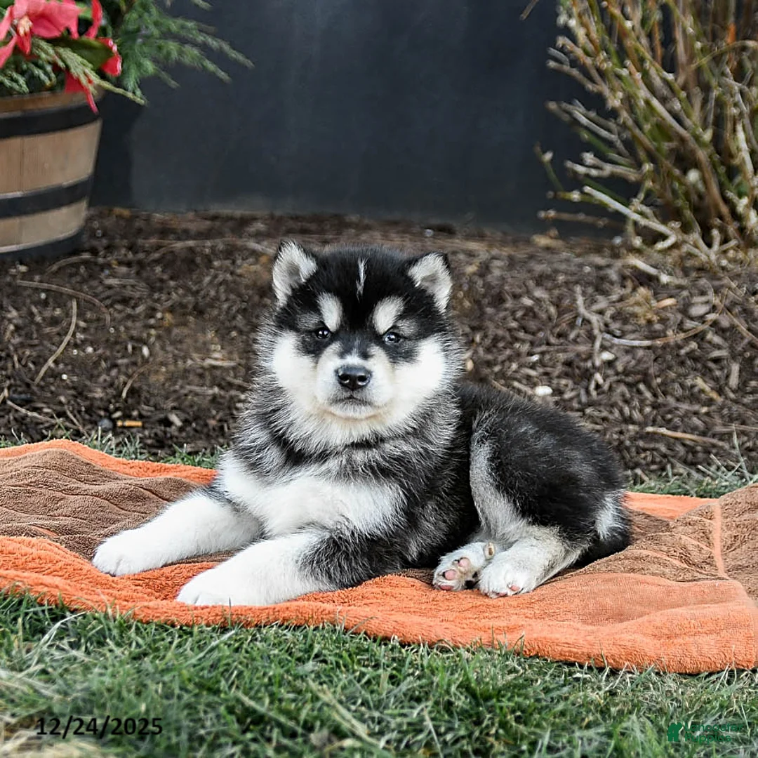 Alaskan Malamute dogs for sale: Jet - Ad 7