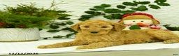 Goldendoodle dogs for sale: Eddie - Ad 5