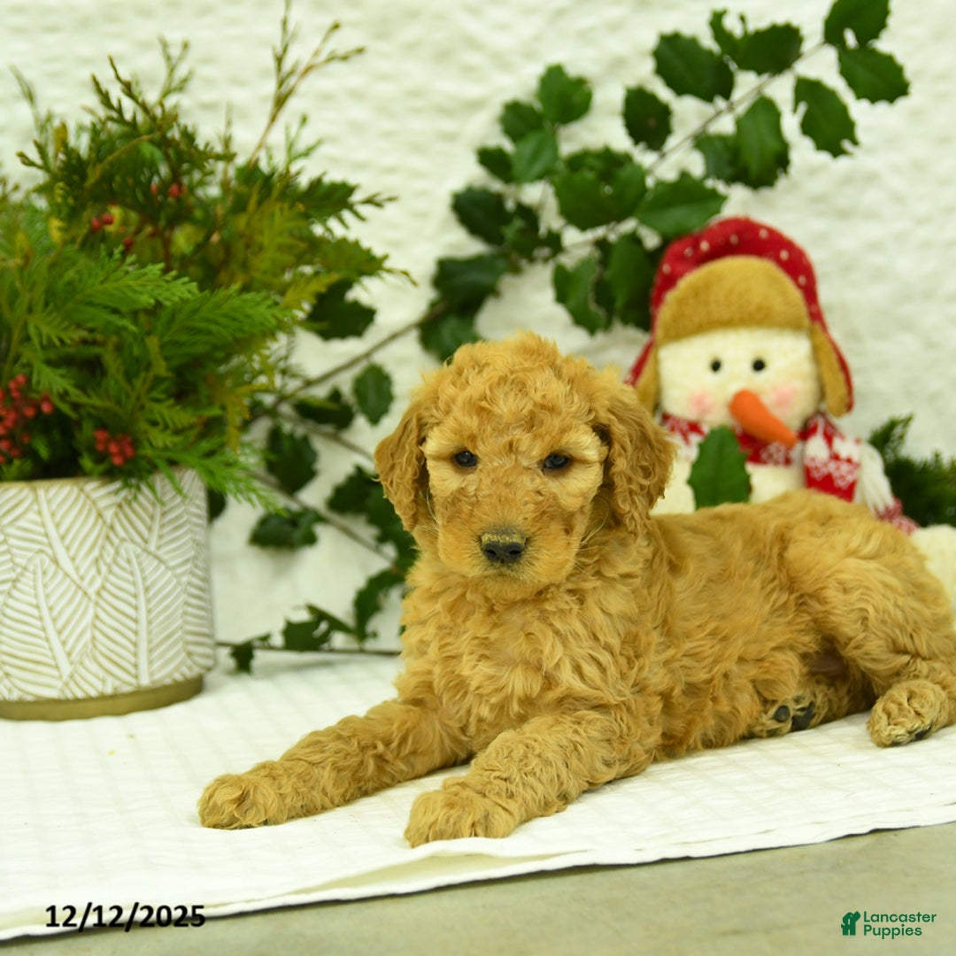 Goldendoodle dogs for sale: Eddie - Ad 5
