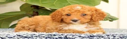 Cavapoo dogs for sale: Allie - Ad 4