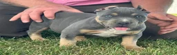 American Bully dogs for sale: Hurley - Ad 5