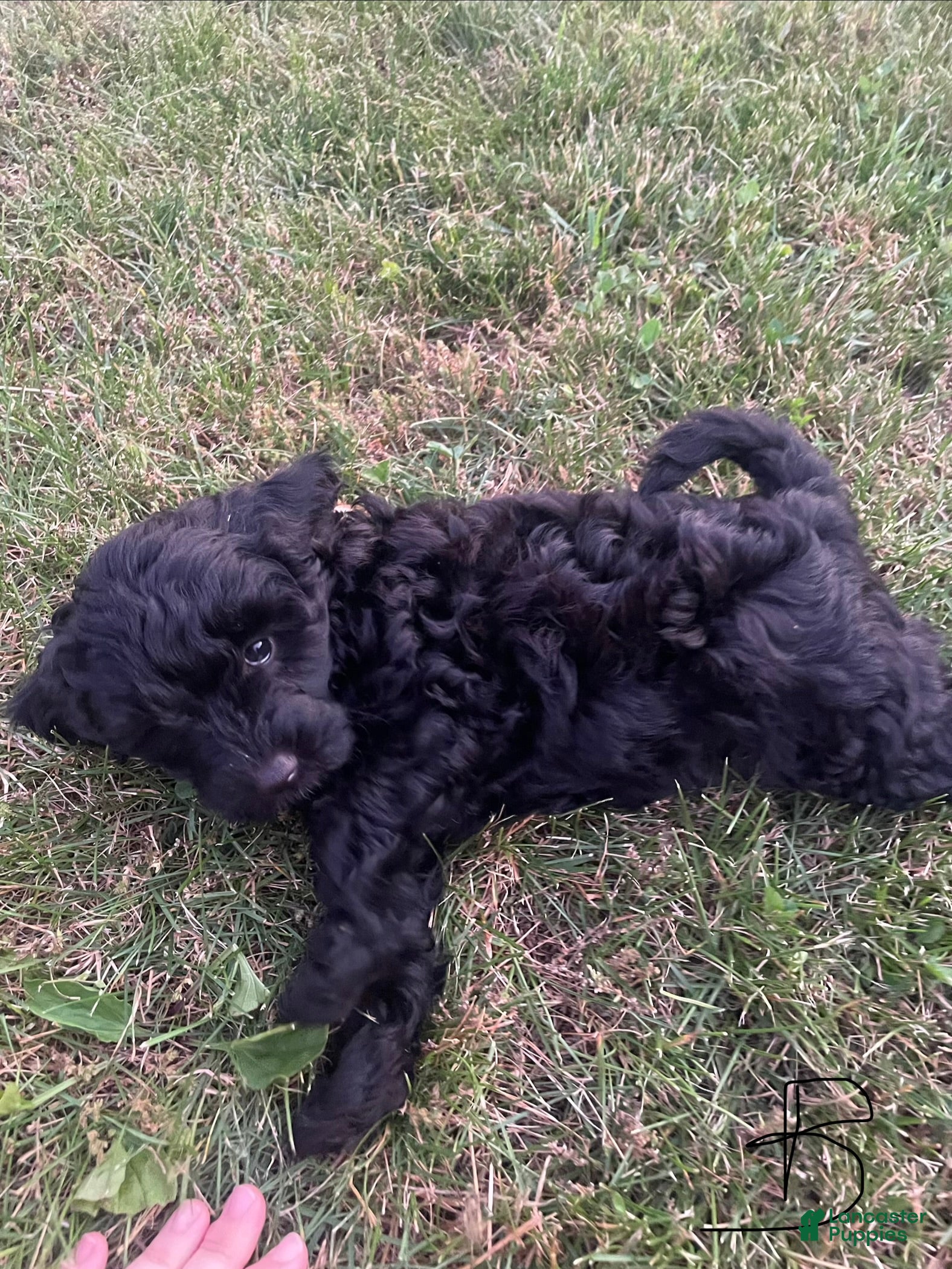 Miniature Poodle dogs Whit - Ad 1