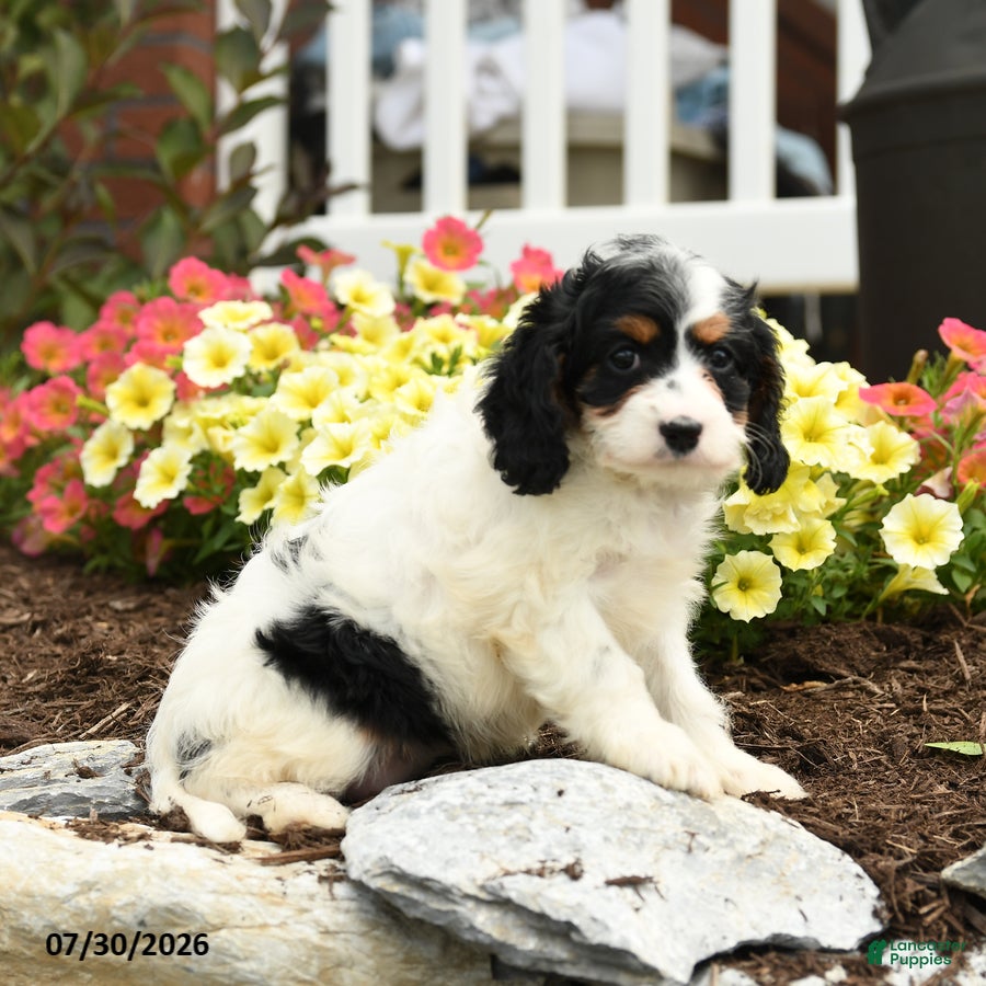 Cavapoo dogs Element - Ad 2