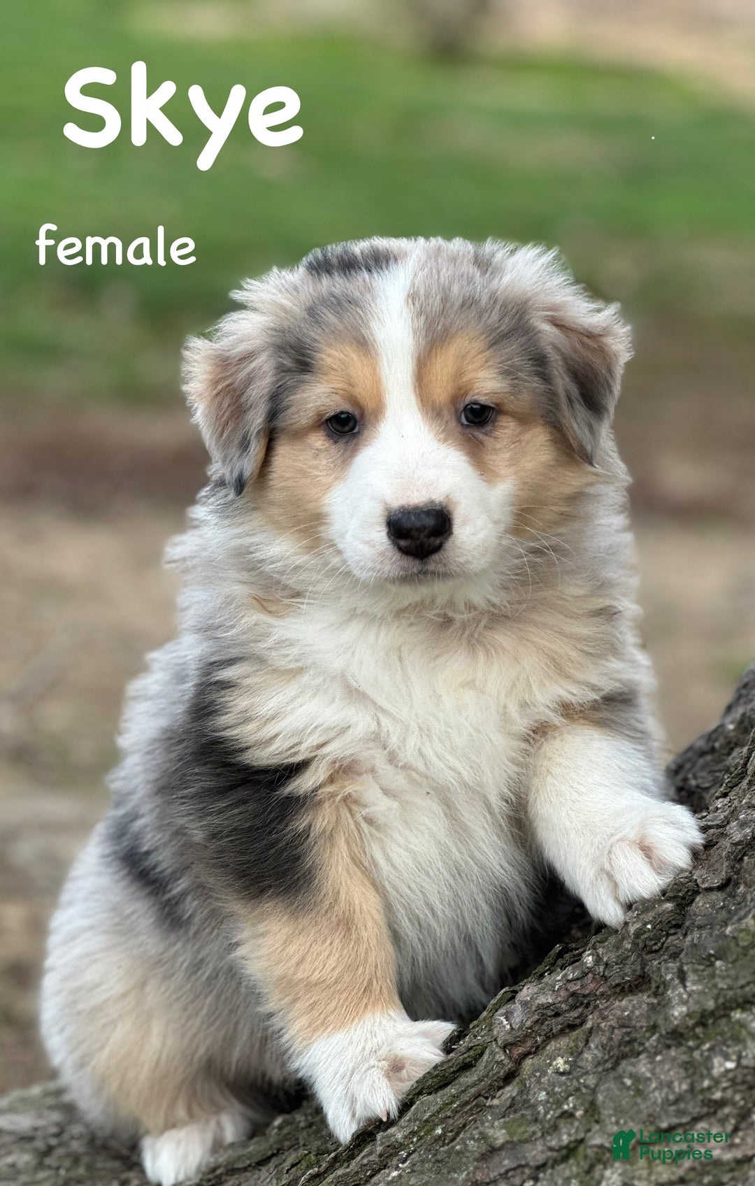 Australian Shepherd dogs for sale: Skye - Ad 1