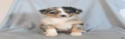 Miniature Australian Shepherd dogs for sale: Butterfly - Ad 4