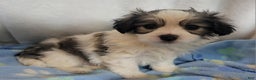 Mixed Breed dogs for sale: 2 clover - Ad 7