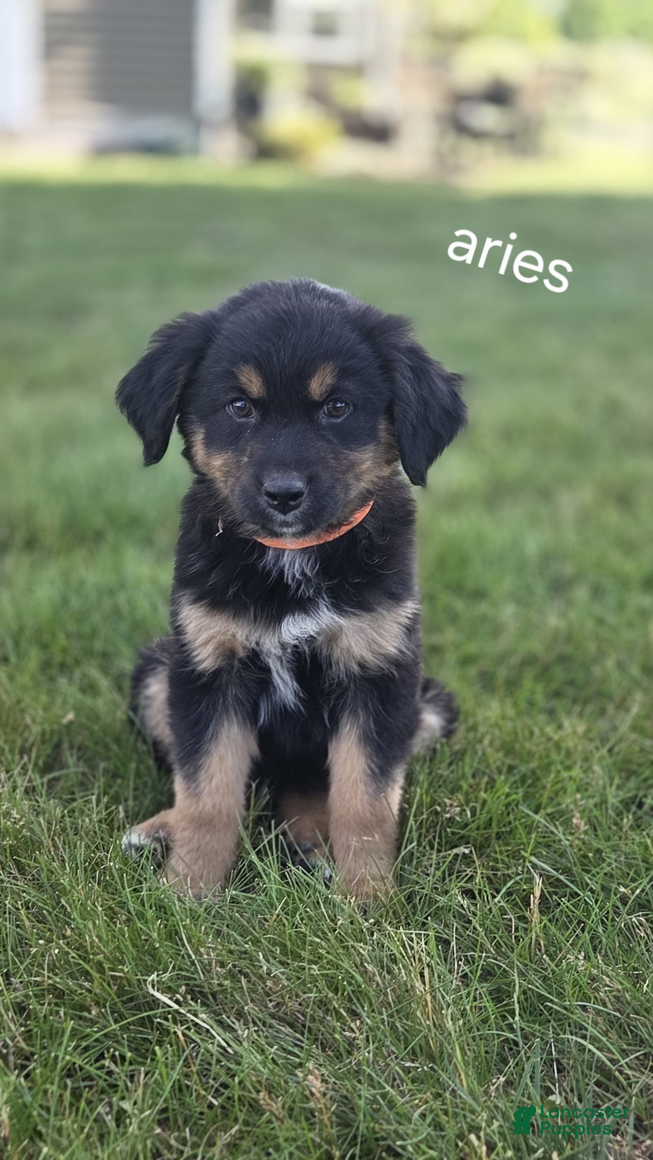Mixed Breed dogs Aries  - Ad 1