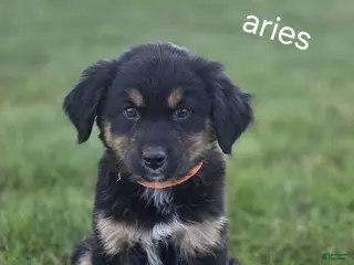 Mixed Breed dogs for sale: Aries - Ad 1